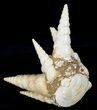 Fossil Gastropod (Haustator) Cluster - Damery, France #12314-1